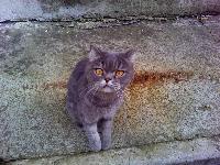 Кошачья информация